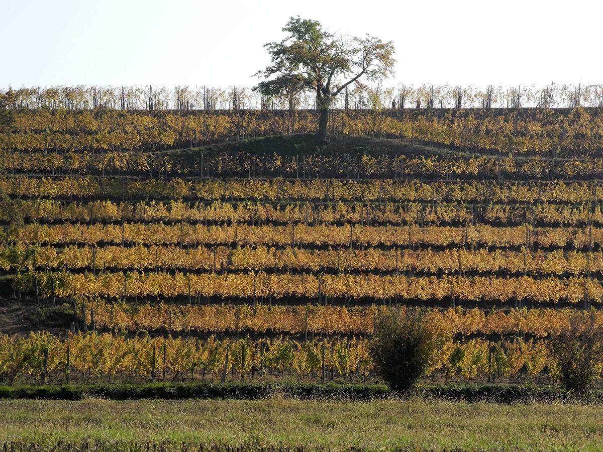 Casali Del Picchio - Winery Villa Cividale del Friuli Buitenkant foto