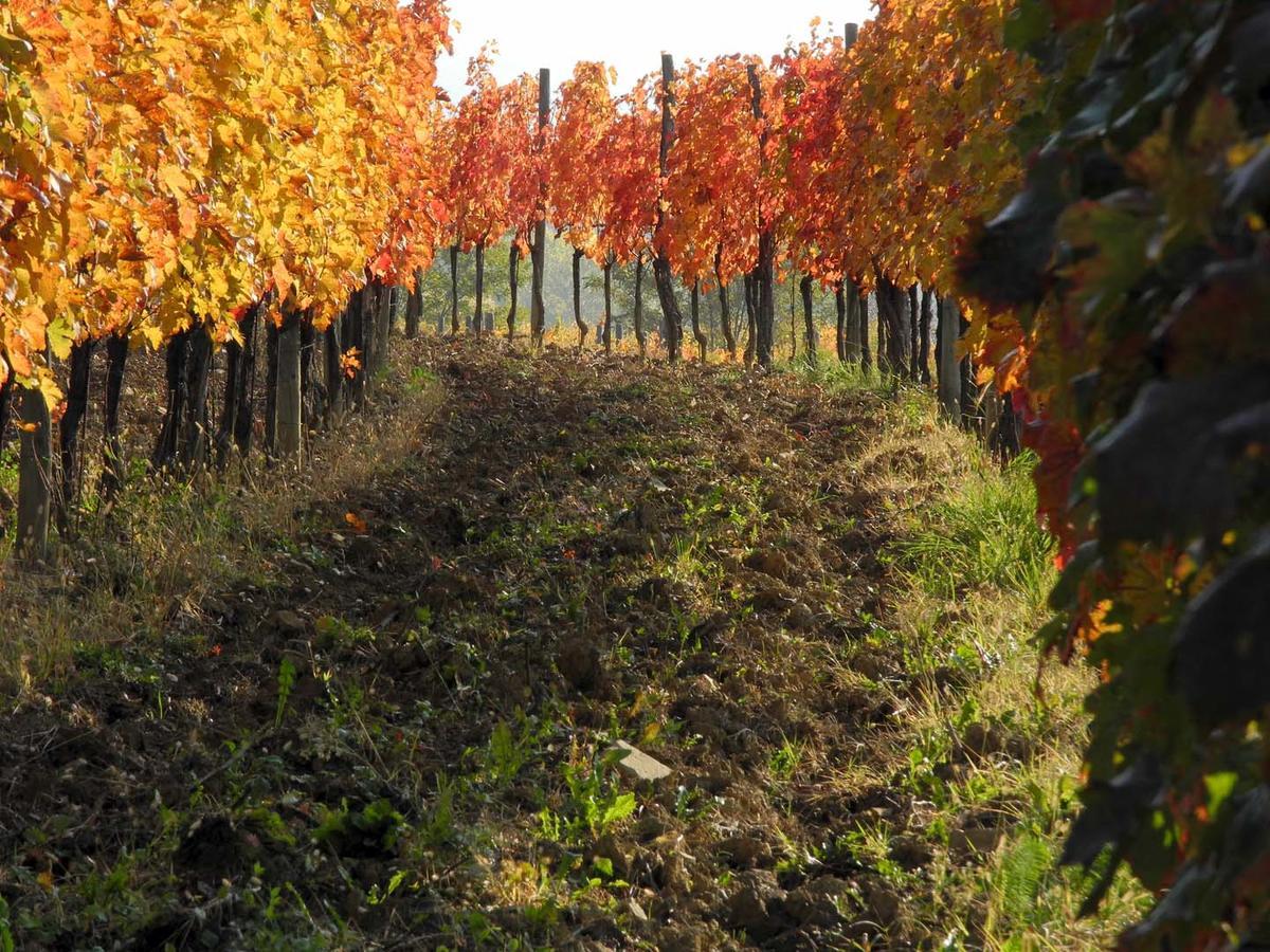 Casali Del Picchio - Winery Villa Cividale del Friuli Buitenkant foto